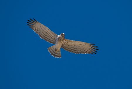 Águila culebrera (foto:Tasio)