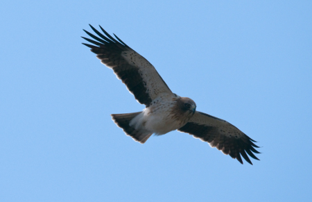 Águila calzada (foto: Tasio)