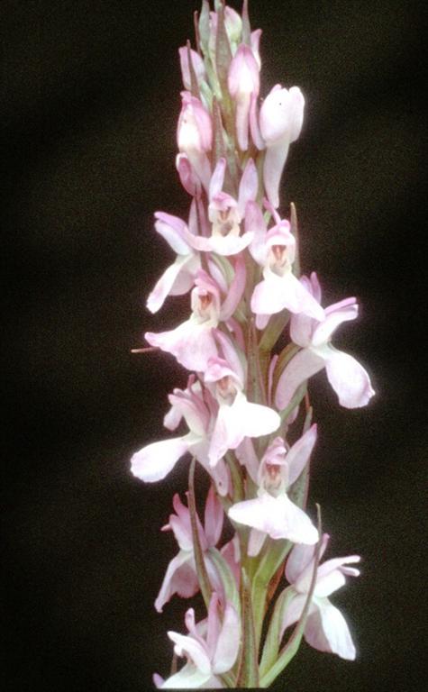 Orquídea (foto: José Juárez)