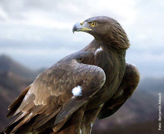 Àguila reiall (foto: Benjamín Albiach)