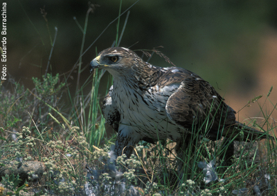 Águila perdicera (foto: Eduardo Barrachina)