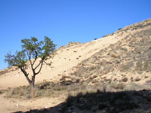 Vegetació dunar