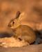 Conejo (Autor: Carlos Pache)