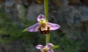 Orqudea flor abeja